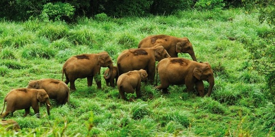 kerala elephants greenery