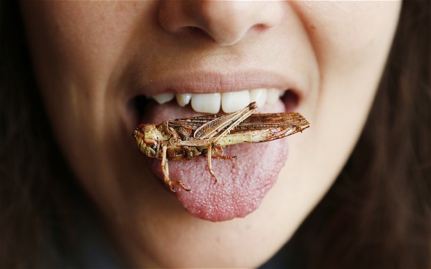un-world-hunger-insects-protein