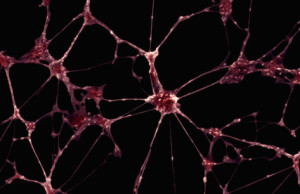 Dendrites In Brain Act As Mini Neural Computers